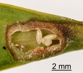Cut open gall in leaf of kauri, Agathis australis (Araucariaceae), showing mature larvae of parasitoid (Hymenoptera) of overwintering caterpillar of the kauri leafminer, ‘Acrocercops’ leucocyma, (Lepidoptera: Gracillariidae). Creator: Tim Holmes. © Plant & Food Research. [Image: 18G9]