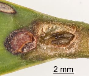 Cut open gall in leaf of kauri, Agathis australis (Araucariaceae), showing pupae of parasitoid (Hymenoptera) of overwintering caterpillar of the kauri leafminer, ‘Acrocercops’ leucocyma, (Lepidoptera: Gracillariidae). Creator: Tim Holmes. © Plant & Food Research. [Image: 18GA]