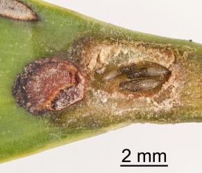 Cut open gall in leaf of kauri, Agathis australis (Araucariaceae), showing pupae of parasitoid (Hymenoptera) of overwintering caterpillar of the kauri leafminer, ‘Acrocercops’ leucocyma, (Lepidoptera: Gracillariidae). Creator: Tim Holmes. © Plant & Food Research. [Image: 18GB]