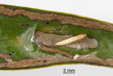 Pupa of kauri leafminer, ‘Acrocercops’ leucocyma, (Lepidoptera: Gracillariidae) exposed by opening the silk cover and cocoon on a leaf of kauri, Agathis australis (Araucariaceae). Creator: Tim Holmes. © Plant & Food Research. [Image: 18GG]