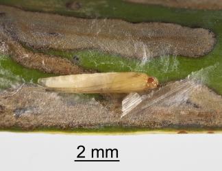 Pupa of kauri leafminer, ‘Acrocercops’ leucocyma, (Lepidoptera: Gracillariidae) exposed by opening the silk cover and cocoon on a leaf of kauri, Agathis australis (Araucariaceae), note the point on the head of the pupa that is used to puncture the cocoon prior to moth emergence. Creator: Tim Holmes. © Plant & Food Research. [Image: 18GI]