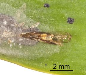 Pupa skin of kauri leafminer, ‘Acrocercops’ leucocyma, (Lepidoptera: Gracillariidae) sticking out of its cocoon on a leaf of kauri, Agathis australis (Araucariaceae), after moth emergence, note the point on the head of the pupal skin that is used to puncture the cocoon silk. Creator: Tim Holmes. © Plant & Food Research. [Image: 18GP]