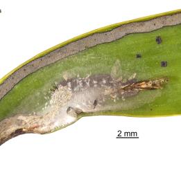 Pupa skin of kauri leafminer, ‘Acrocercops’ leucocyma, (Lepidoptera: Gracillariidae) sticking out of its cocoon on a leaf of kauri, Agathis australis (Araucariaceae), after moth emergence. Creator: Tim Holmes. © Plant & Food Research. [Image: 18GQ]