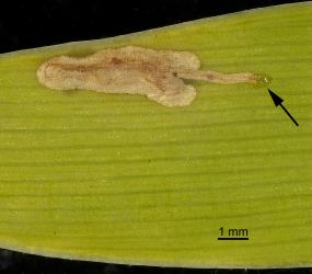 Eggshell (arrow) of kauri leafminer, ‘Acrocercops’ leucocyma, (Lepidoptera: Gracillariidae) at start of leaf mine in young leaf of kauri, Agathis australis (Araucariaceae). Creator: Tim Holmes. © Plant & Food Research. [Image: 18H1]
