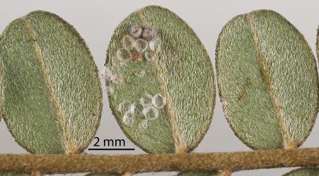 Moth eggs fed on by steeblue ladybird, Halmus chalybeus (Coleoptera: Coccinellidae). Eggs on leaflet of kowhai, Sophora sp. Creator: Tim Holmes. © Plant & Food Research. [Image: 18SW]