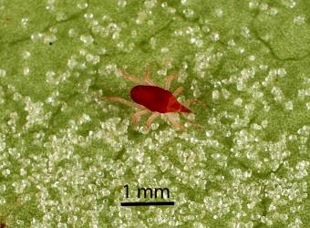 Red mite belonging to the familly, Bdellidae, on the underside of Coprosma robusta leaf with white erineum caused by the coprosma white erineum gall mite, Phyllocoptes coprosmae (Acari: Eriophyidae. The bdellid mite is probably a predator of the erineum mite. Creator: Tim Holmes. © Plant & Food Research. [Image: 18SY]
