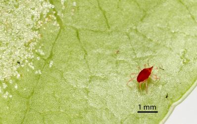Red mite belonging to the familly, Bdellidae, on the underside of Coprosma robusta leaf with white erineum caused by the coprosma white erineum gall mite, Phyllocoptes coprosmae (Acari: Eriophyidae. The bdellid mite is probably a predator of the erineum mite. Creator: Tim Holmes. © Plant & Food Research. [Image: 18SZ]