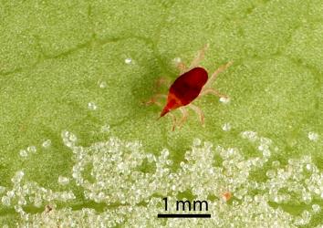 Red mite belonging to the familly, Bdellidae, on the underside of Coprosma robusta leaf with white erineum caused by the coprosma white erineum gall mite, Phyllocoptes coprosmae (Acari: Eriophyidae. The bdellid mite is probably a predator of the erineum mite. Creator: Tim Holmes. © Plant & Food Research. [Image: 18T0]