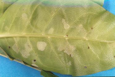White erineum on a leaf of Coprosma macrocarpa induced by the gall mite, Phyllocoptes coprosmae (Acari: Eriophyidae). Creator: Nicholas A. Martin. © Plant & Food Research. [Image: 19W]