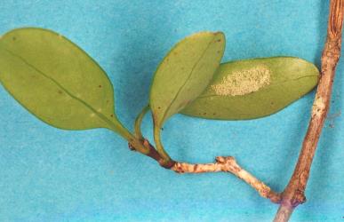 White erineum on a leaf of Coprosma tenuifolia induced by the gall mite, Phyllocoptes coprosmae (Acari: Eriophyidae). Creator: Nicholas A. Martin. © Plant & Food Research. [Image: 19Y]