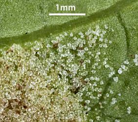 Close-up image of white erineum on a Coprosma robusta leaf; erineum induced by Phyllocoptes coprosmae (Acari: Eriophyidae). Creator: Tim Holmes. © Plant & Food Research. [Image: 1A0]