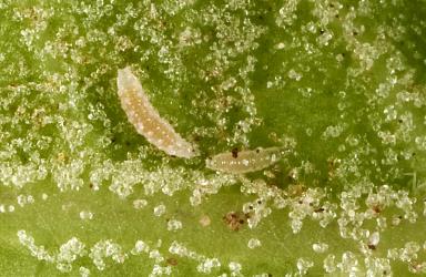 Two white predatory gall fly larvae (Diptera: Cecidomyiidae) on underside of Coprosma robusta leaf with white erineum induced by the coprosma white erineum gall mite, Phyllocoptes coprosmae (Acari: Eriophyidae). Creator: Tim Holmes. © Plant & Food Research. [Image: 1A2]