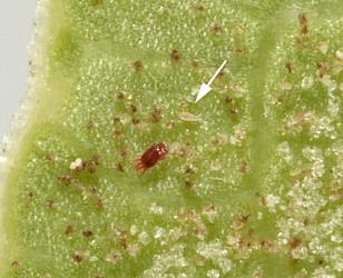 Underside of Coprosma robusta leaf with white erineum caused by the coprosma white erineum gall mite, Phyllocoptes coprosmae (Acari: Eriophyidae), the arrow points to a tiny adult mite, the red mite nearby may be a predator. Creator: Tim Holmes. © Plant & Food Research. [Image: 1A4]