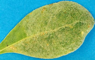 Erineum on the upper surface of Coprosma lucida leaf induced by the gall mite, Phyllocoptes coprosmae (Acari: Eriophyidae). Creator: Nicholas A. Martin. © Plant & Food Research. [Image: 1A5]
