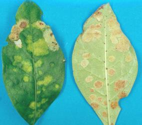 Chlorotic (yellow) areas on the upper side and white erineum on the underside of  leaves of Coprosma grandifolia; erineum and chlorotic areas induced by the gall mite, Phyllocoptes coprosmae (Acari: Eriophyidae). Creator: Nicholas A. Martin. © Plant & Food Research. [Image: 1A7]
