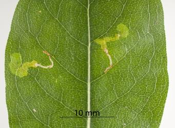 Leaf mines of the karamu leafminer, ‘Acrocercops’ zorionella, (Lepidoptera: Gracillariidae), in a leaf of Coprosma macrocarpa (Rubiaceae). Creator: Minna Personen. © Plant & Food Research. [Image: 1ITP]