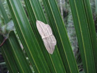 Cabbage tree moth: Epiphryne verriculata (Lepidoptera: Geometridae) on the wrong background. Creator: Nicholas A. Martin. © Nicholas A. Martin. [Image: 1ITQ]
