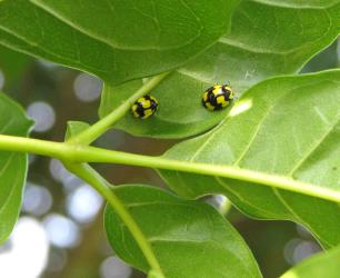 Two overwintering adults of fungus-eating ladybirds, Illeis galbula (Coleoptera: Coccinellidae) on underside of a leaf of a puriri, Vitex lucens (Labiatae). Creator: Nicholas A. Martin. © Nicholas A. Martin. [Image: 1IVT]