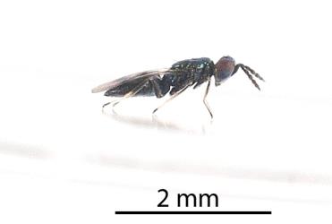 Side view of adult wasp (Hymenoptera) parasitoid of the mahoe leaf miner: Liriomyza flavolateralis (Diptera: Agromyzidae). Creator: Tim Holmes. © Plant & Food Research. [Image: 1IW1]