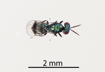 Dorsal (top) view of adult wasp (Hymenoptera) parasitoid of the mahoe leaf miner: Liriomyza flavolateralis (Diptera: Agromyzidae). Creator: Tim Holmes. © Plant & Food Research. [Image: 1IW2]