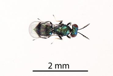 Dorsal (top) view of adult wasp (Hymenoptera) parasitoid of the mahoe leaf miner: Liriomyza flavolateralis (Diptera: Agromyzidae). Creator: Tim Holmes. © Plant & Food Research. [Image: 1IW3]