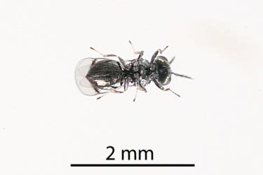 Underside of adult wasp (Hymenoptera) parasitoid of the mahoe leaf miner: Liriomyza flavolateralis (Diptera: Agromyzidae). Creator: Tim Holmes. © Plant & Food Research. [Image: 1IW4]