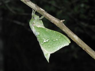 Male puriri moth, Aenetus virescens (Lepidoptera: Hepialidae), just emerged from its pupa and hanging to dry its wings. Creator: Nicholas A. Martin. © Nicholas A. Martin. [Image: 1IYH]