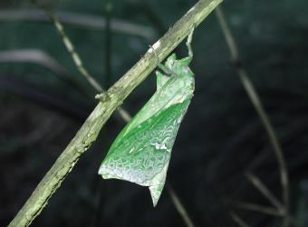 Male puriri moth, Aenetus virescens (Lepidoptera: Hepialidae), just emerged from its pupa and hanging to dry its wings. Creator: Nicholas A. Martin. © Nicholas A. Martin. [Image: 1IYI]