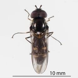 Top, dorsal, side of adult large hoverfly, Melangyna novaezealandiae (Diptera: Syrphidae) showing small yellow areas on abdomen. Creator: Tim Holmes. © Plant & Food Research. [Image: 1J32]