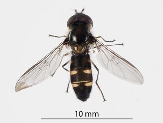 Top, dorsal, side of adult large hoverfly, Melangyna novaezealandiae (Diptera: Syrphidae) showing small yellow areas on abdomen. Creator: Tim Holmes. © Plant & Food Research. [Image: 1J33]