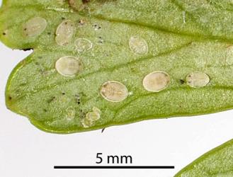 Larvae and puparia of cabbage whitefly, Aleyrodes proletella (Hemiptera: Aleyrodidae) on the underside of leaf of New Zealand Cellery, Apium prostratum (Umbelliferae). Creator: Tim Holmes. © Plant & Food Research. [Image: 1KBB]