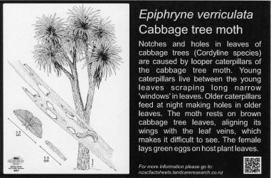 Large Bug Sign (5001) for Epiphryne verriculata, Cabbage tree moth, 194 x 294 mm. Creator: Metal Images Ltd. © Metal Images Ltd & Entomological Society of New Zealand. [Image: 1L0V]