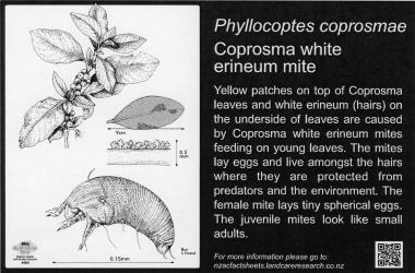 Large Bug Sign (5002) for Phyllocoptes coprosma, Coprosma white erineum mite, 194 x 294 mm. Creator: Metal Images Ltd. © Metal Images Ltd & Entomological Society of New Zealand. [Image: 1L0X]