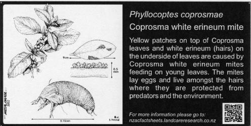 Small Bug Sign (5002) for Phyllocoptes coprosma, Coprosma white erineum mite, 100 x 200 mm. Creator: Metal Images Ltd. © Metal Images Ltd & Entomological Society of New Zealand. [Image: 1L0Y]