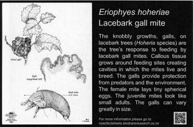 Large Bug Sign (5005) for  Eriophyes hoheriae Lacebark gall mite, 194 x 294 mm. Creator: Metal Images Ltd. © Metal Images Ltd & Entomological Society of New Zealand. [Image: 1L0Z]