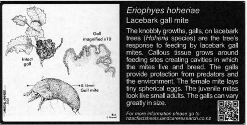 Small Bug Sign (5005) for  Eriophyes hoheriae Lacebark gall mite, 100 x 200 mm. Creator: Metal Images Ltd. © Metal Images Ltd & Entomological Society of New Zealand. [Image: 1L10]