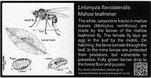 Small Bug Sign (5006) for  Liriomyza flavolateralis, Mahoe leafminer, 100 x 200 mm. Creator: Metal Images Ltd. © Metal Images Ltd & Entomological Society of New Zealand. [Image: 1L11]