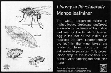 Large Bug Sign (5006) for  Liriomyza flavolateralis, Mahoe leafminer, 194 x 294 mm. Creator: Metal Images Ltd. © Metal Images Ltd & Entomological Society of New Zealand. [Image: 1L12]