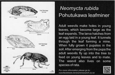 Large Bug Sign (5004) for  Neomycta rubida, Pohutukawa leafminer, 194 x 294 mm. Creator: Metal Images Ltd. © Metal Images Ltd & Entomological Society of New Zealand. [Image: 1L13]
