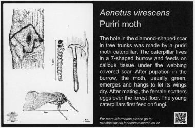 Large Bug Sign (5003) for  Aenetus virescens, Puriri moth, 194 x 294 mm. Creator: Metal Images Ltd. © Metal Images Ltd & Entomological Society of New Zealand. [Image: 1L15]
