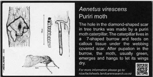Small Bug Sign (5003) for  Aenetus virescens, Puriri moth, 100 x 200 mm. Creator: Metal Images Ltd. © Metal Images Ltd & Entomological Society of New Zealand. [Image: 1L16]