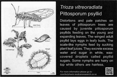 Large Bug Sign (5007) for Trioza vitreoradiata, Pittosporum psyllid, 194 x 294 mm. Creator: Metal Images Ltd. © Metal Images Ltd & Entomological Society of New Zealand. [Image: 1L19]