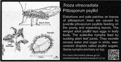 mall Bug Sign (5007) for Trioza vitreoradiata, Pittosporum psyllid, 100 x 200 mm. Creator: Metal Images Ltd. © Metal Images Ltd & Entomological Society of New Zealand. [Image: 1L1A]