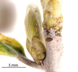 Tiny first instar (stage) nymphs of pittosporum psyllid, Trioza vitreoradiata (Hemiptera: Triozidae), on an expanding bud of Pittosporum crassifolium. Creator: Tim Holmes. © Plant & Food Research. [Image: 1V52]