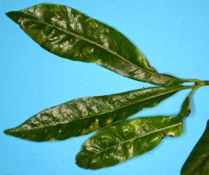 Pittosporum psyllid, Trioza vitreoradiata (Hemiptera: Triozidae), damage on upper side of  Pittosporum bracteolatum leaf; note the yellow areas and the raised pit galls. Creator: Nicholas A. Martin. © Plant & Food Research. [Image: 1V53]