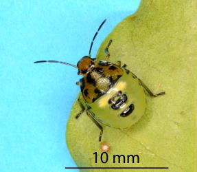 Third instar nymph of Australasian green shield bug, Glaucias amyoti (Hemiptera: Pentatomidae). Creator: Nicholas A. Martin. © Plant & Food Research. [Image: 1ZW0]