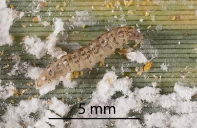 The Flax scale eating caterpillar, Batrachedra arenosella, (Lepidoptera: Batrachedridae) feeding on Flocculent flax scale, Poliaspis floccosa (Hemiptera: Diaspididae). Creator: Tim Holmes. © Plant & Food Research. [Image: 26VQ]