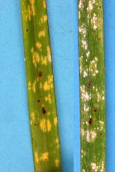 Flocculent flax scale, Poliaspis floccosa (Hemiptera: Diaspididae) on leaf of Blue-berry, Dianella nigra (Hemerocallidaceae). Creator: Nicholas A. Martin. © Plant & Food Research. [Image: 26VZ]