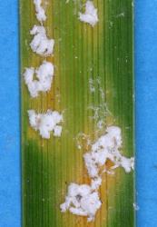 Flocculent flax scale, Poliaspis floccosa (Hemiptera: Diaspididae) on leaf of Libertia peregrinans (Iridaceae). Creator: Nicholas A. Martin. © Plant & Food Research. [Image: 26W1]