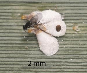 Adult wasp (Hymenoptera) parasitoid of Flocculent flax scale, Poliaspis floccosa (Hemiptera: Diaspididae), note the round exit hole in a female scale. Creator: Tim Holmes. © Plant & Food Research. [Image: 26W2]